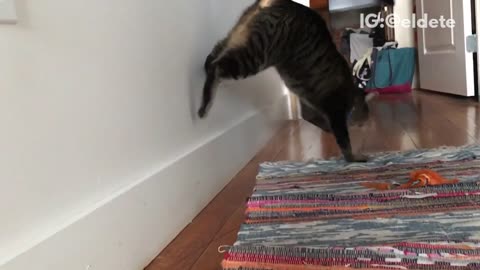 Cat jumps against wall