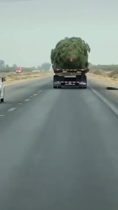 Wtf😂😂😂 lmao