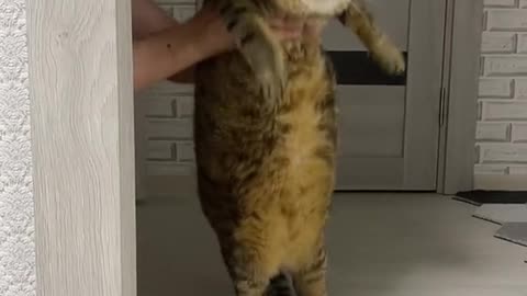 Жирный котэ)))