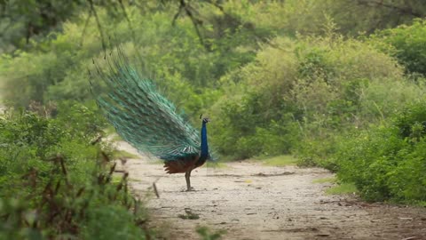 Nature and wildlife vedio beautifull animals and birds relaxing vedio