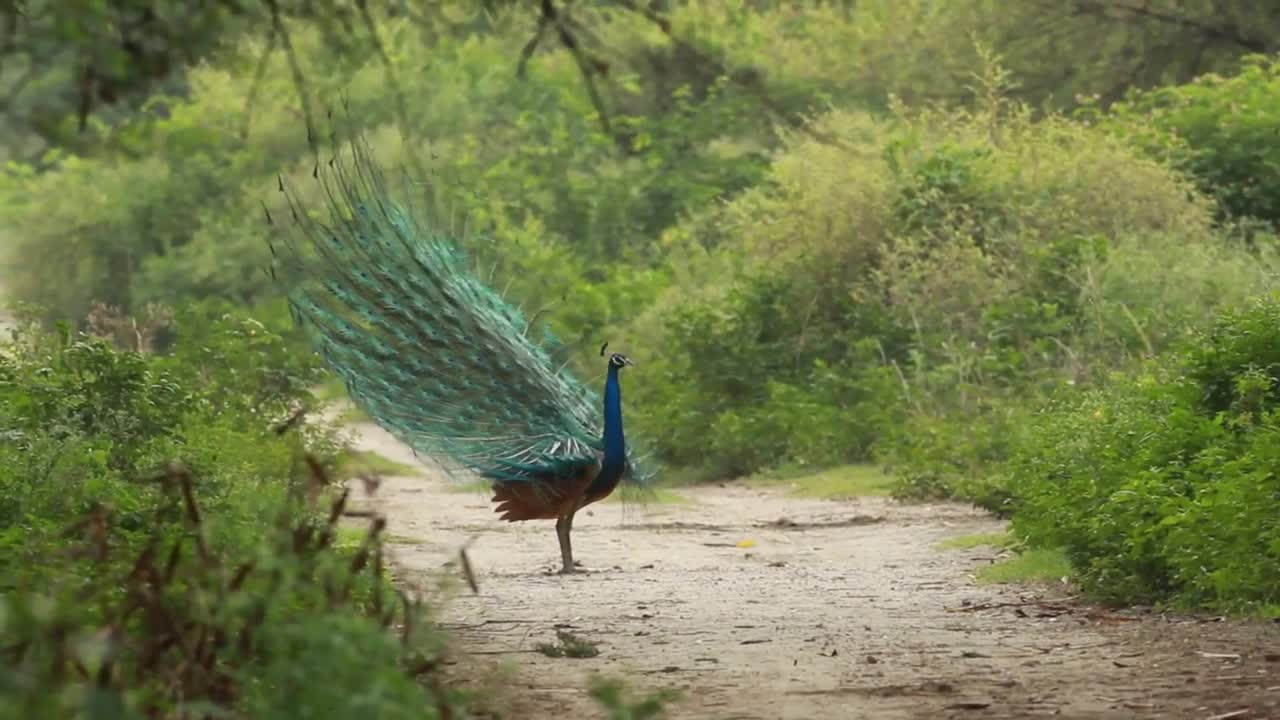 Nature and wildlife vedio beautifull animals and birds relaxing vedio