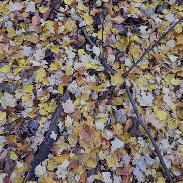 I spy mushroom hunting 🍄 superhero easy.