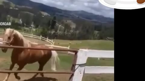 Horse game