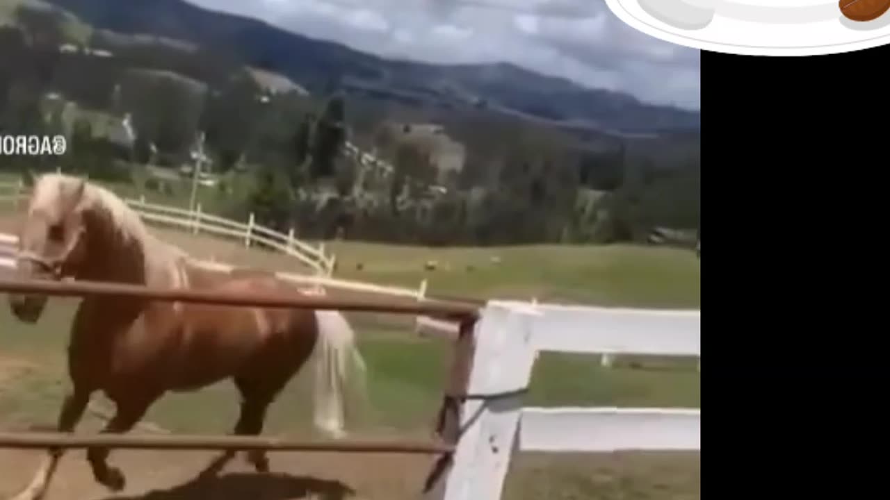 Horse game
