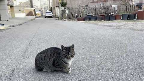 a frightened cat