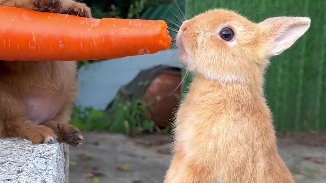 The dog feeds the little rabbit carrots.