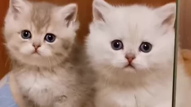 cat llover
