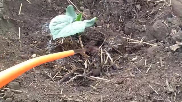 How to plant cucumbers.