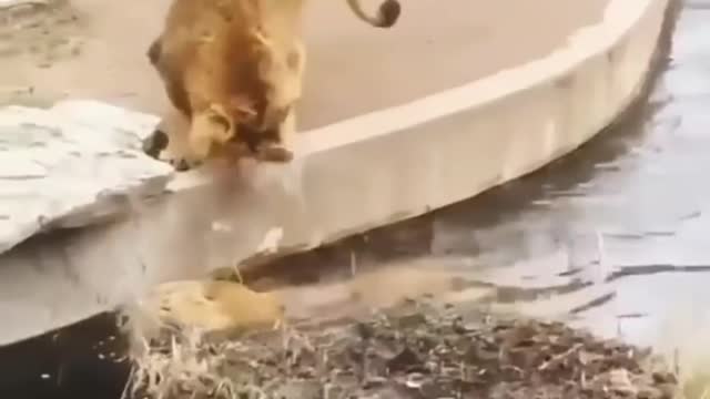 New Two Lion animal Funny Video