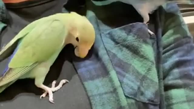 Indian parrot talking smart enough