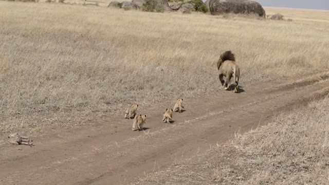 a tired lion trying to escape cubs and fatherly duties