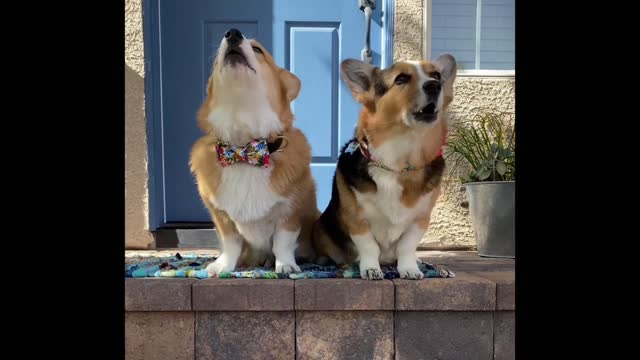 Dog Shows Off His Favorite Toys!