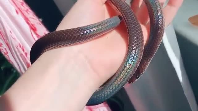 Colorful shinning snake