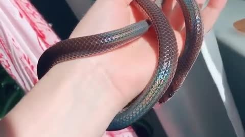 Colorful shinning snake