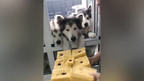 🤣 - Funny Dog Cake Reaction