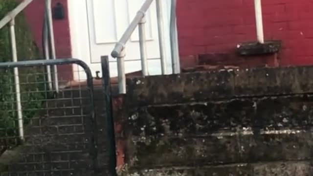 cat just knocked on the door