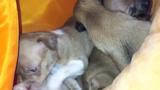 Puppies inside of orange house with guinea pig