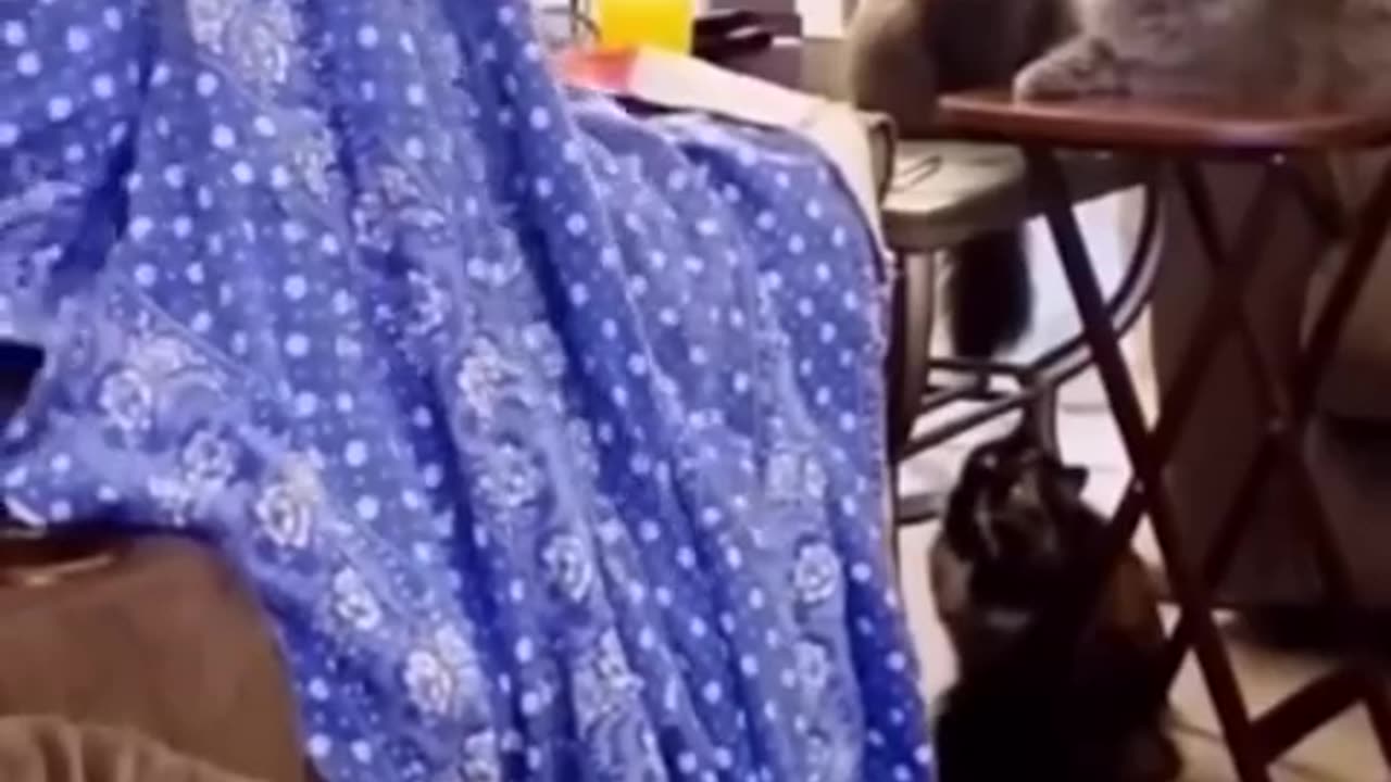 Cutest cat