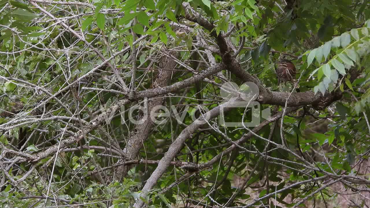 Wide shot of a little green heron walking the branches of the bushes of a swamp in search of food