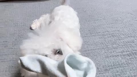 Puppy Jenny's so cute video (4)