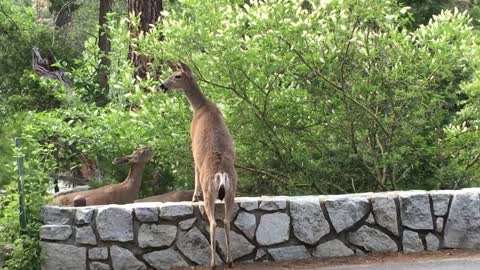 Deers eating berries in Yosemite National Park by Yosemite Chic