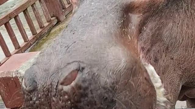 Hippo's mouth is so scary
