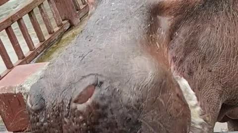 Hippo's mouth is so scary