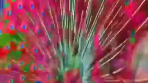 Peacock race