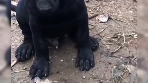 dog and man