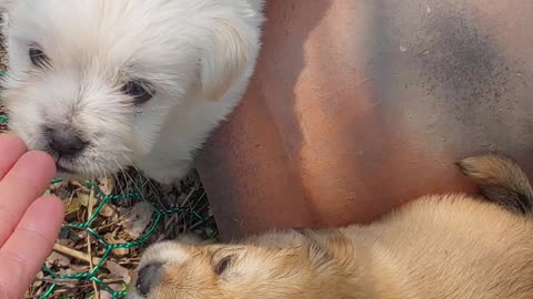Country dog ​​cuteness part. One