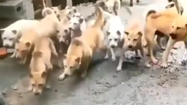 Wowww dogs fight single cat