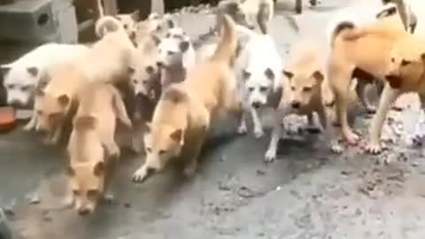 Wowww dogs fight single cat