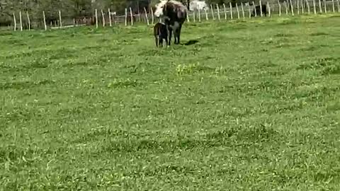 15- First calve F1 pair.