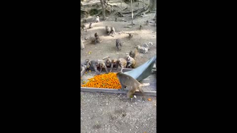 Funnies Monkeys with Oranges