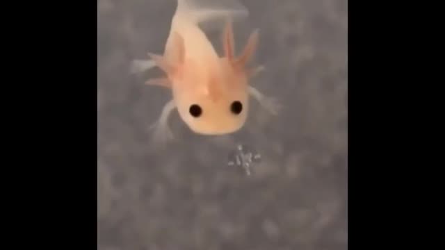 Cute baby Animals - cute moments