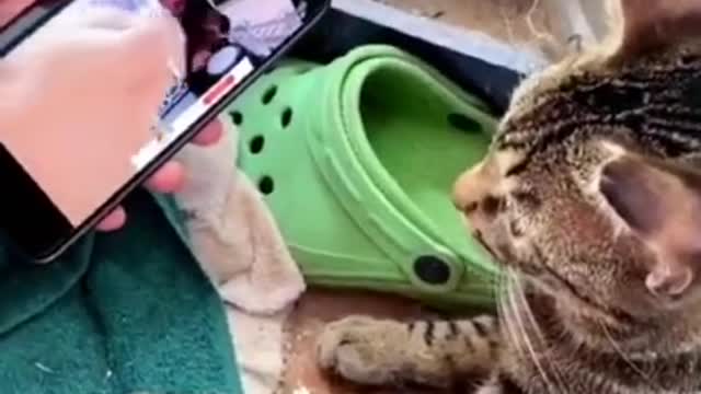 Funny Animal video #1