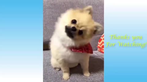 Funny and cute cats 🙀