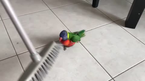 Lorikeet Playing With Broom