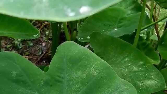 Such as water on the leaves of Taro, Such is the death of a man on earth.