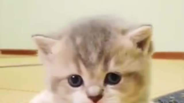 My Cute Cat Kitten Walking Style_Funnt Cats Video