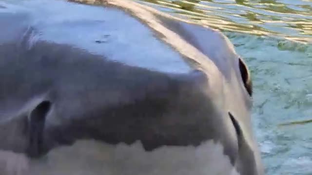 OMG this shark looks so real!