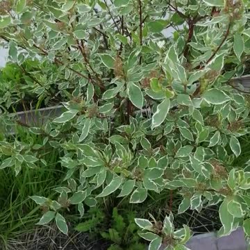Beautiful plants in the garden.