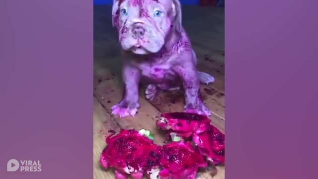 Bulldog Covers Himself In Red Dragonfruit