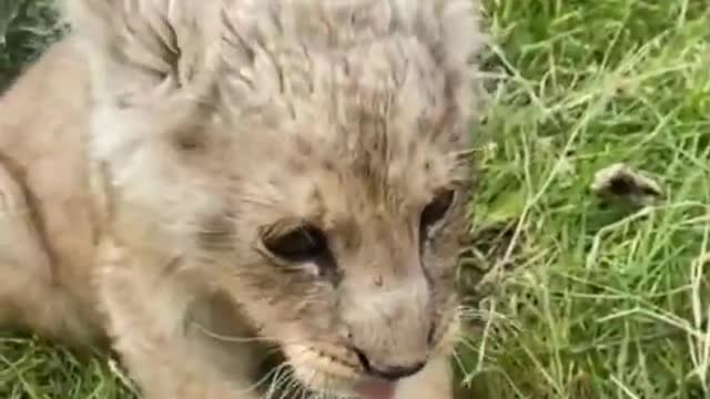 Cute baby lion roaring sound on video