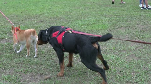 dogs on the field,twodifferent breed dogs sniffing each other