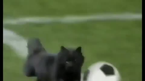 The cat 😺🐈 play football like Ronaldo