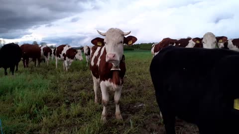 Vaches avec cloches