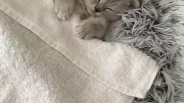 Waking my Sleeping Cat up