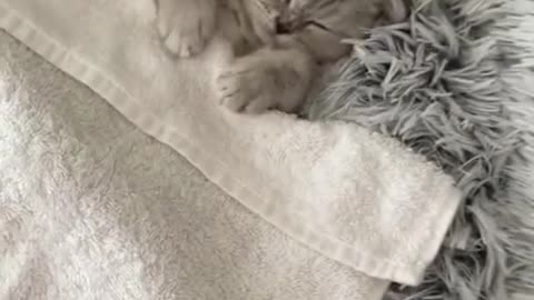 Waking my Sleeping Cat up