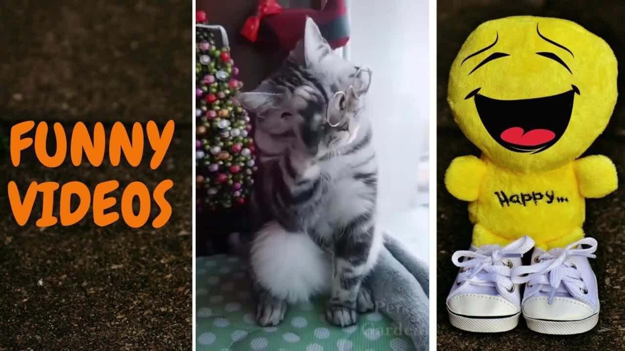 FUNNY CATS😻 AND dogs